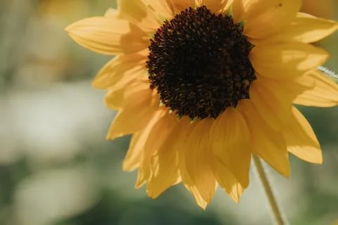 Sunflower close up Foto stock