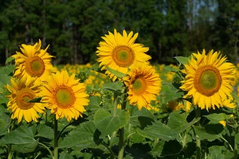 Sunflower close up 库存照片