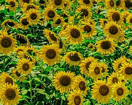 Sunflower up close Stock-Fotos