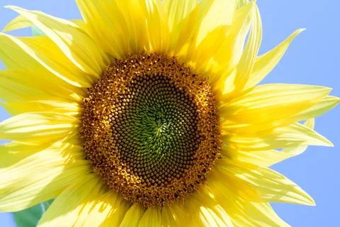 Sunflower close-up Foto stock