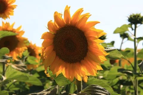 Sunflower Close-Up Stock Photos