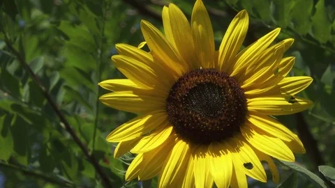 Sunflower Close Up, Plants Background Stock Footage 79577467