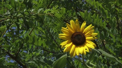Sunflower Close Up, Plants Background Slow Motion Stock Footage 79578487