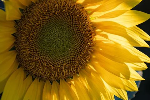Sunflower close up, summer background. Stock Photos