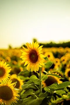 Sunflower close-up in summer at sunset Stock Photos