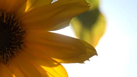 Sunflower close up with sun shining glinting through petals UK 4K Видео 116376653