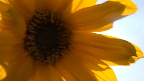Sunflower close up with sun shining glinting through petals UK 4K Видео 116377239