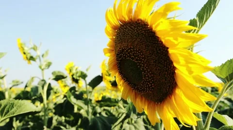 Sunflower, close up, sunny day Stock Footage 40541791