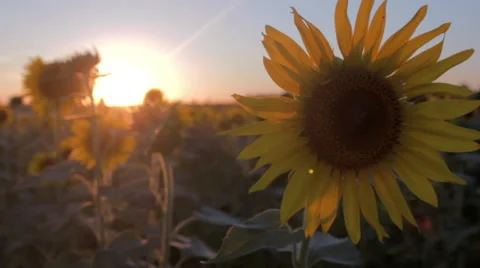Sunflower close-up at sunset Stock Footage 56604228