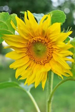 Sunflower close-up view Foto stock