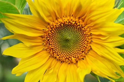 Sunflower close-up view Stock Photos