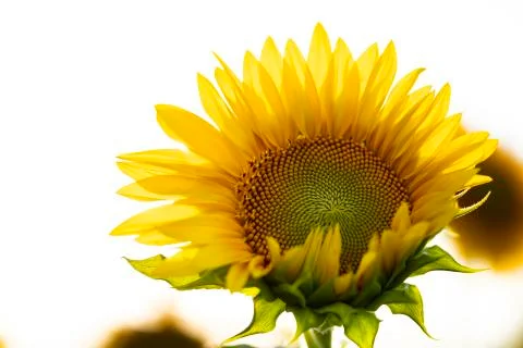 Sunflower close up on white. Stock Photos