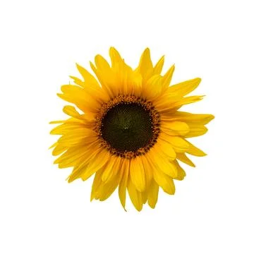 Sunflower close up on white Stock Photos
