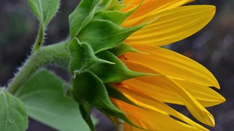 Sunflower Closeup with Back View. Stock Footage 307265156