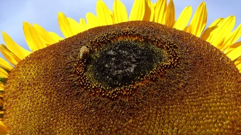 Sunflower closeup bee working pollen closeup Stock Footage 79273859