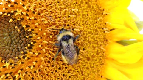 Sunflower closeup on field and blue sky.Honey Bee pollinating sunflower. Stock Footage 101281702