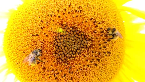 Sunflower closeup on field and blue sky.Honey Bee pollinating sunflower. Stock Footage 101281802