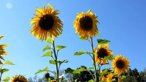 Sunflower closeup on field and blue sky.Honey Bee pollinating sunflower. Stock Footage