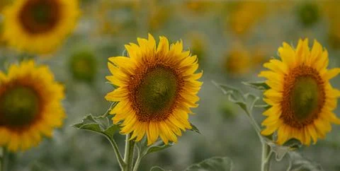 Sunflower closeup on the field Stock Photos