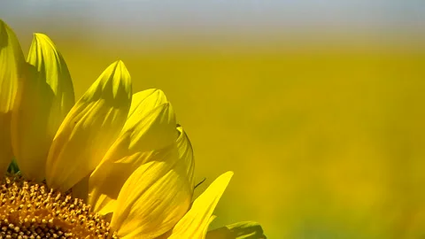 Sunflower closeup with focus on the background Stock Footage 85672105
