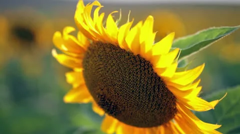 Sunflower closeup 動画素材 25598010