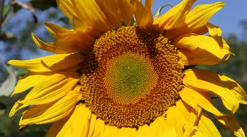 Sunflower closeup Video stock 40342687