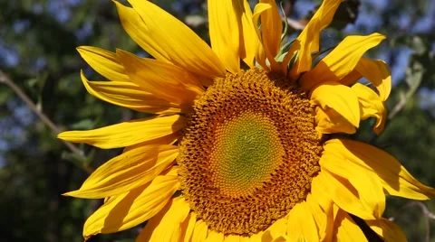 Sunflower closeup Vídeo Stock 40347116