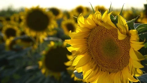Sunflower closeup Stock Footage 77855494