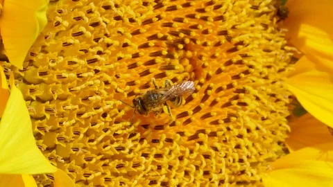 Sunflower closeup Video stock 79619836