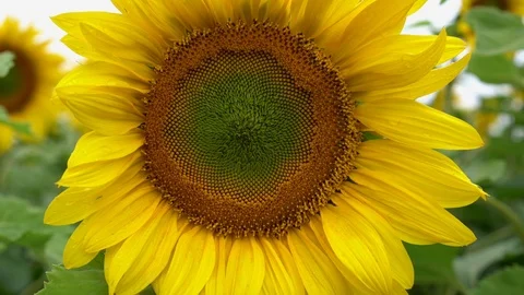 Sunflower closeup handheld 库存影片 94029587