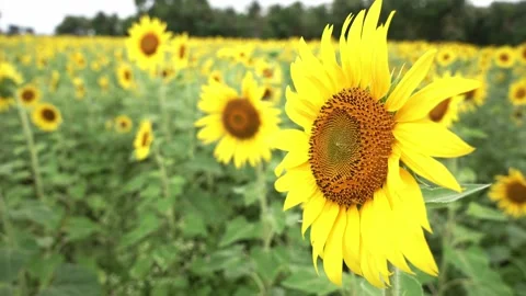 Sunflower closeup with honey bee 库存影片 280102819