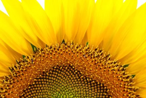 Sunflower closeup 库存照片