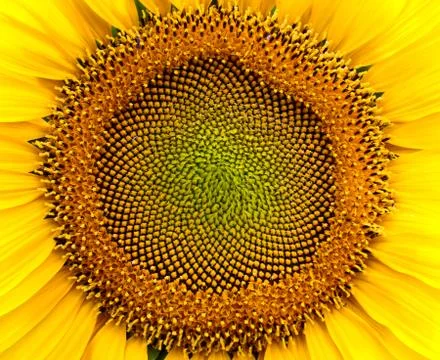 Sunflower closeup Foto stock