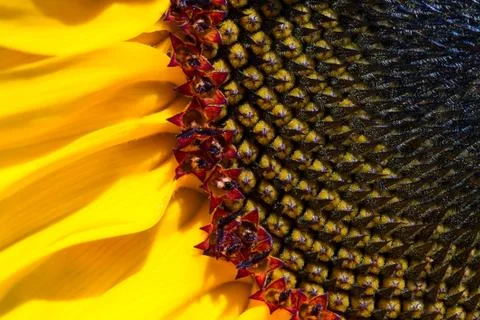 Sunflower Closeup Stock Photos