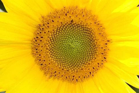 Sunflower closeup Stock Photos