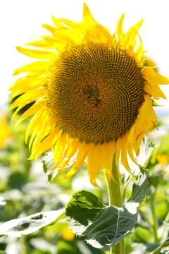Sunflower in closeup Stock Photos