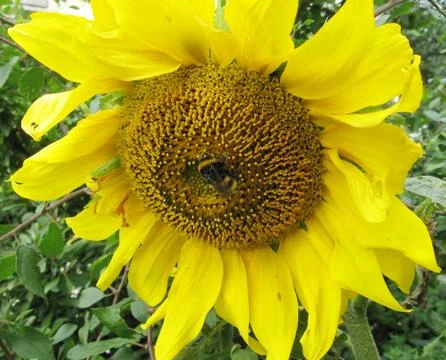 Sunflower closeup Stock Photos