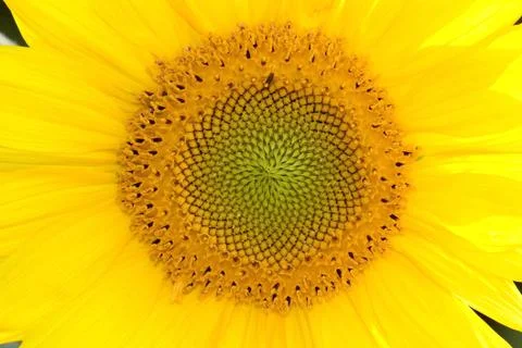 Sunflower closeup Stock Photos