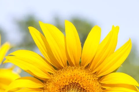 Sunflower closeup Stock Photos