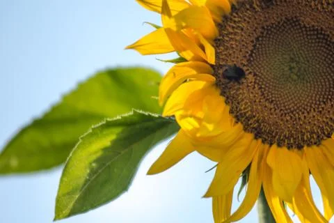 Sunflower closeup Stock Photos