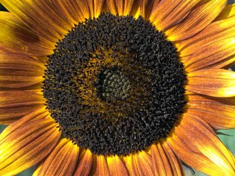 Sunflower closeup. Stock Photos