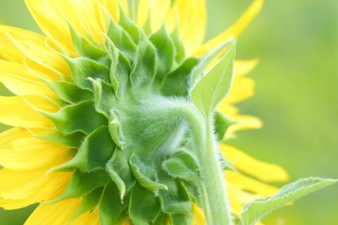 Sunflower closeup Foto stock