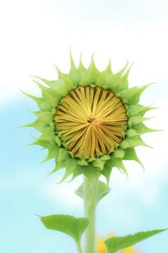 Sunflower closeup Stock Photos