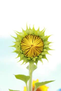 Sunflower closeup Foto stock