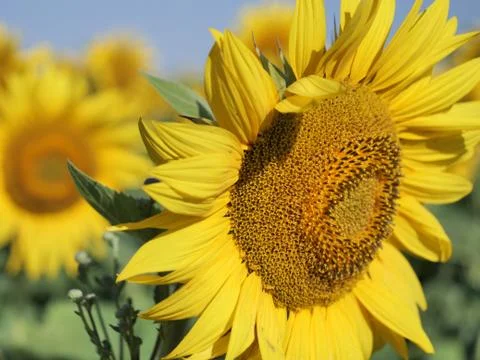 Sunflower closeup Stock Photos