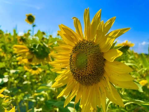 Sunflower Closeup 写真素材