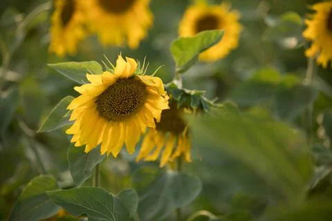Sunflower closeup Stock Photos