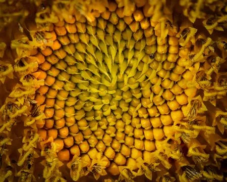 Sunflower Closeup Stock Photos