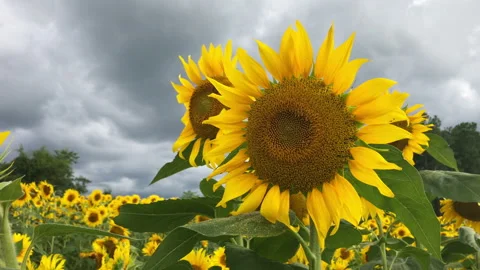 Sunflower Closeup with storm clouds in the background. Vídeo Stock 162583742