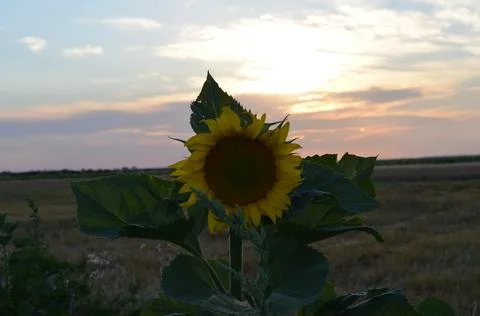 Sunflower closeup at sunset time Stock Photos